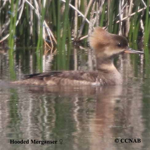 Hooded Merganser