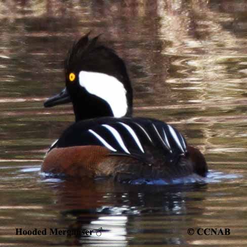 Hooded Merganser