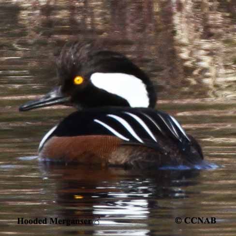 Hooded Merganser