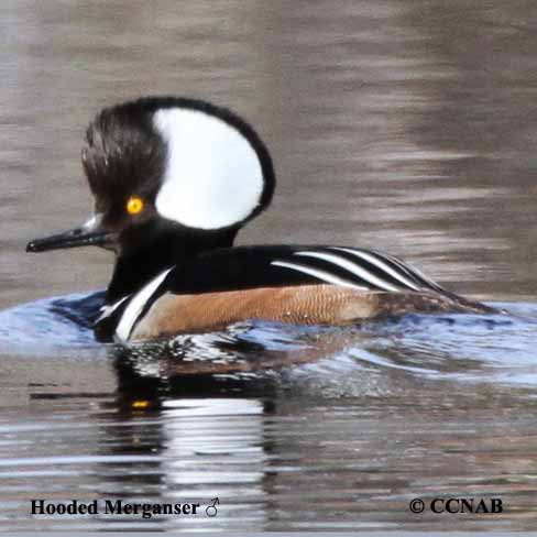 Hooded Merganser