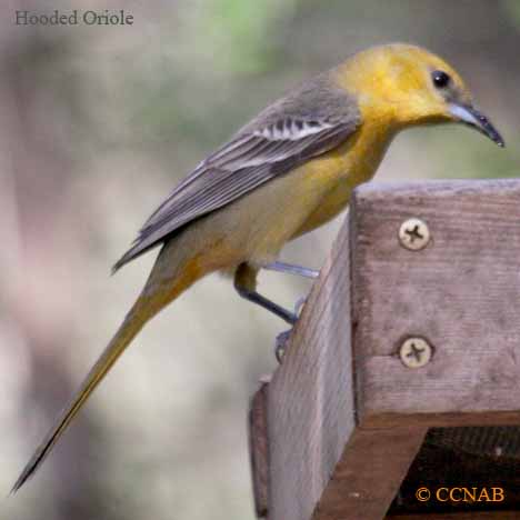 Hooded Oriole