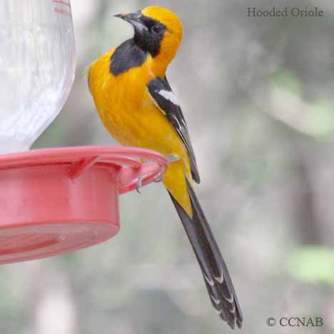 Hooded Oriole