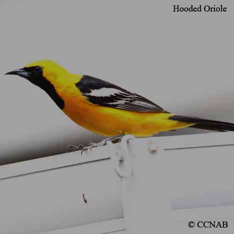 Hooded Oriole