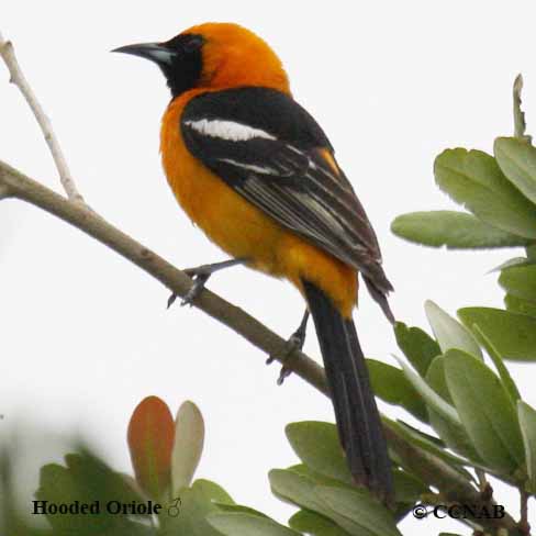 Birds of North America