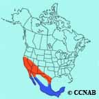 Hooded Oriole range map