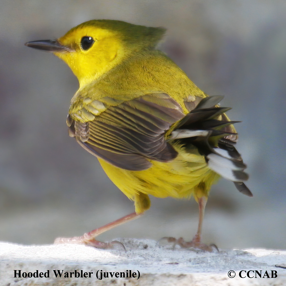 Hooded Warbler