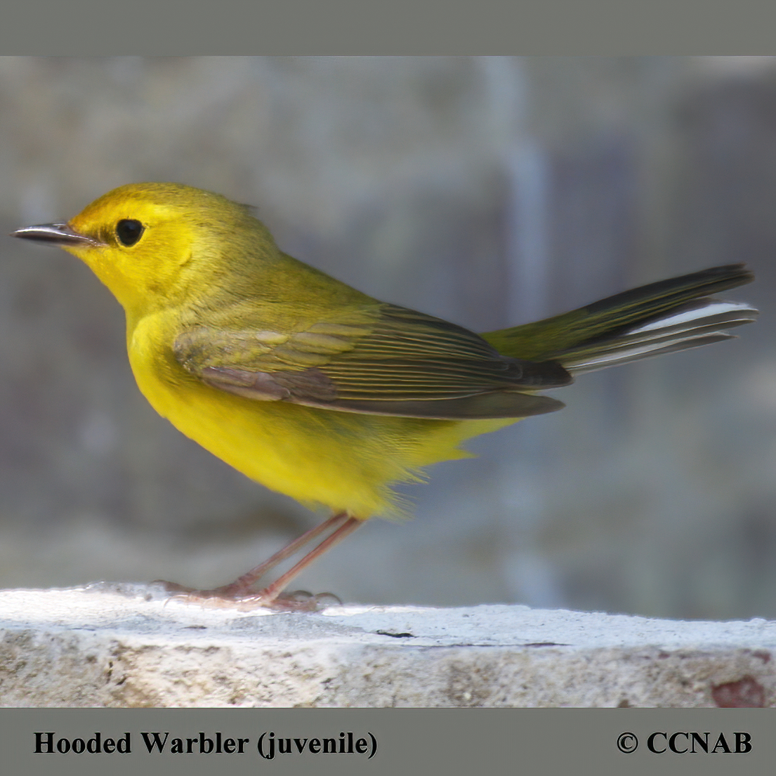 Hooded Warbler