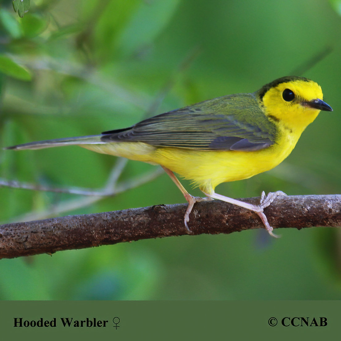 Hooded Warbler