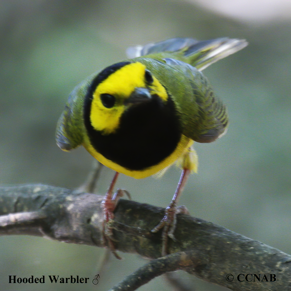 Hooded Warbler