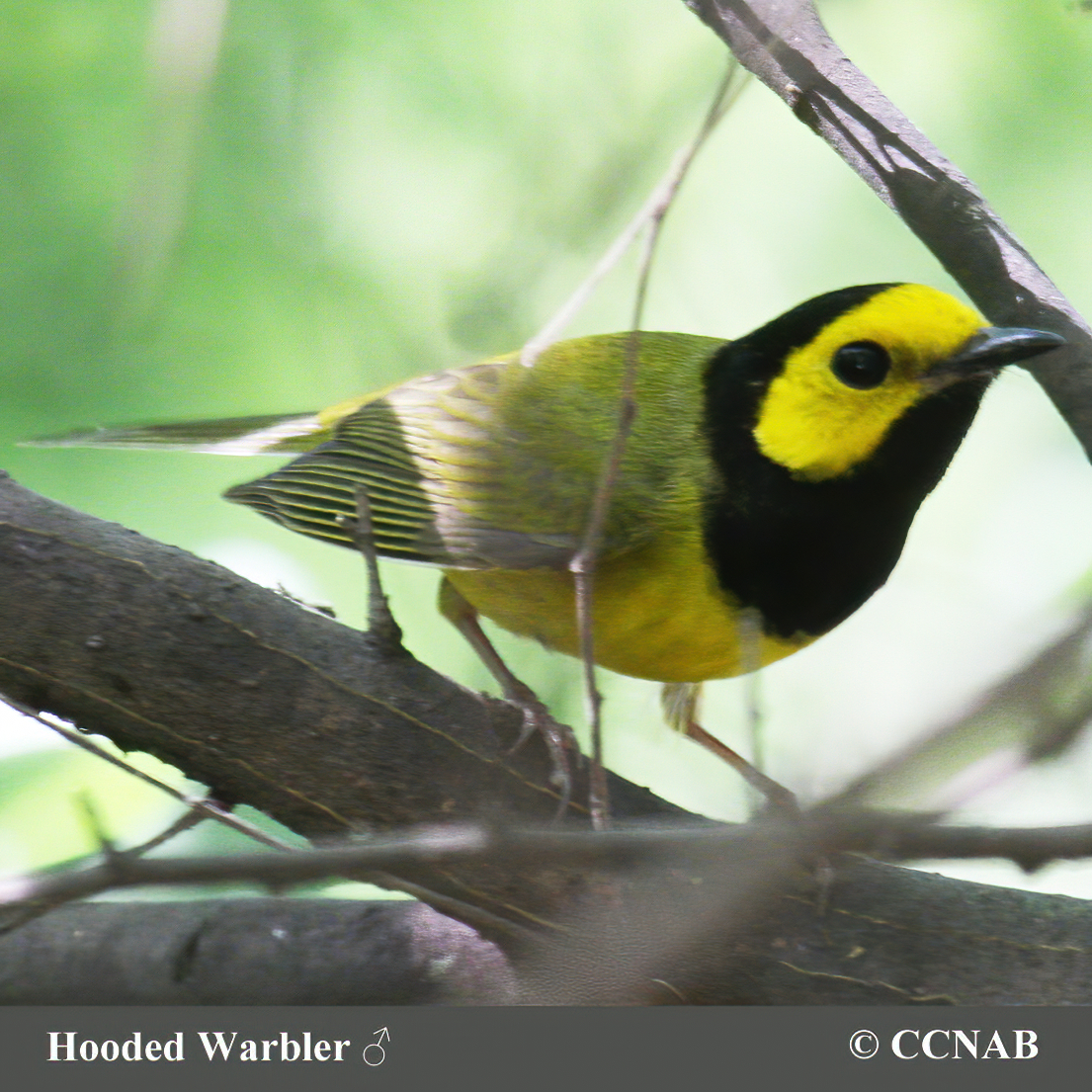 Birds of North America