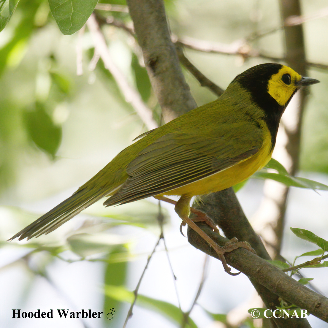 Hooded Warbler