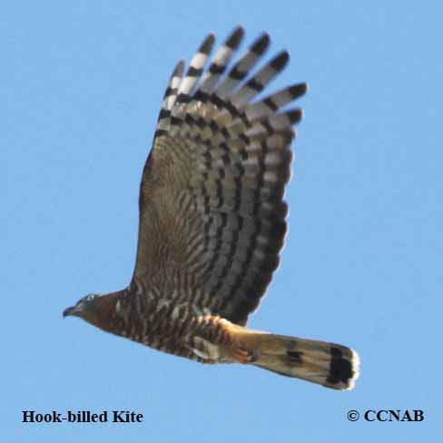 Hook-billed Kite