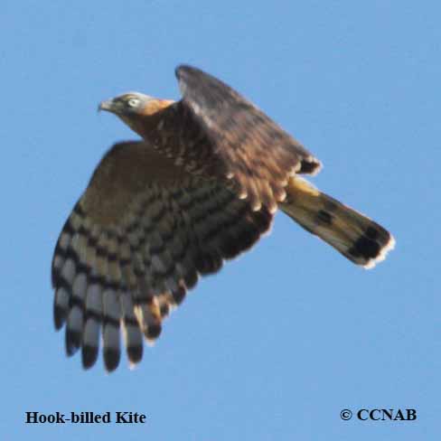 Hook-billed Kite