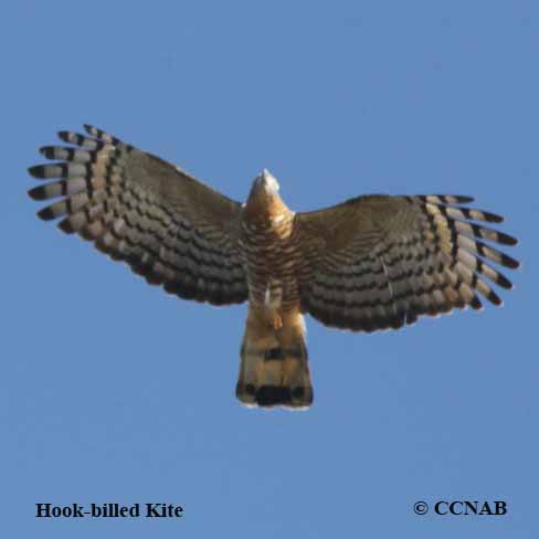 Hook-billed Kite