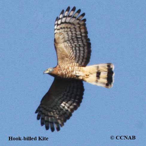 Hook-billed Kite