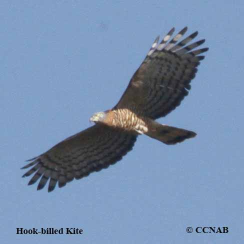 Hook-billed Kite