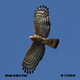 Hook-billed Kite range map