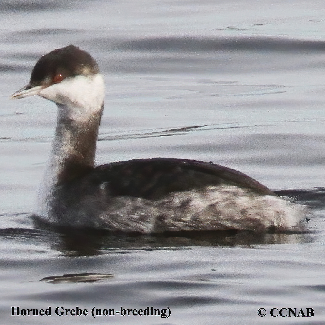 Horned Grebe