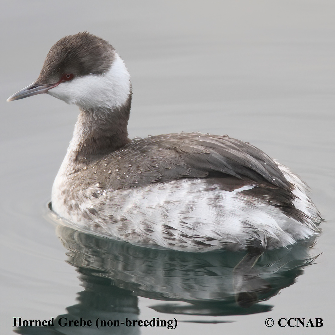 Horned Grebe