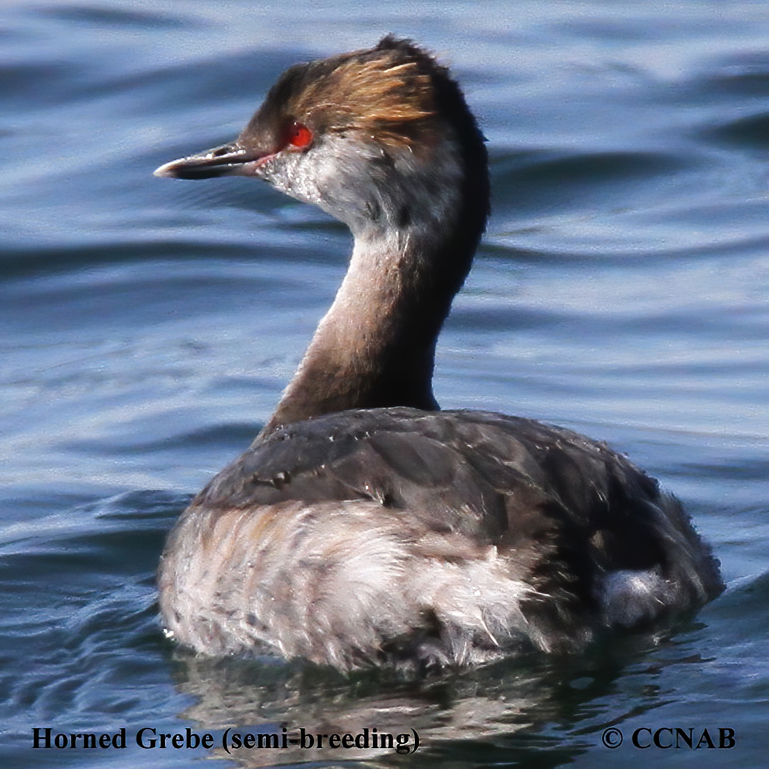 Horned Grebe