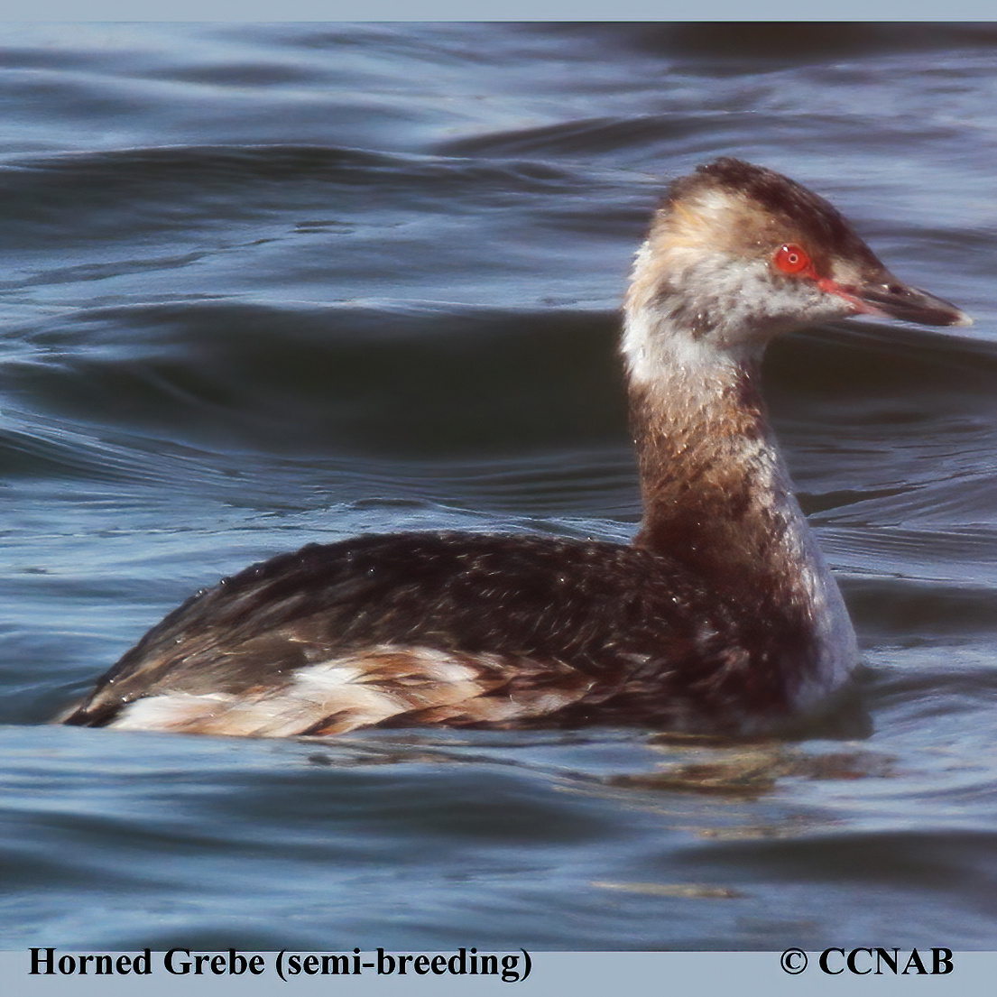 Birds of North America