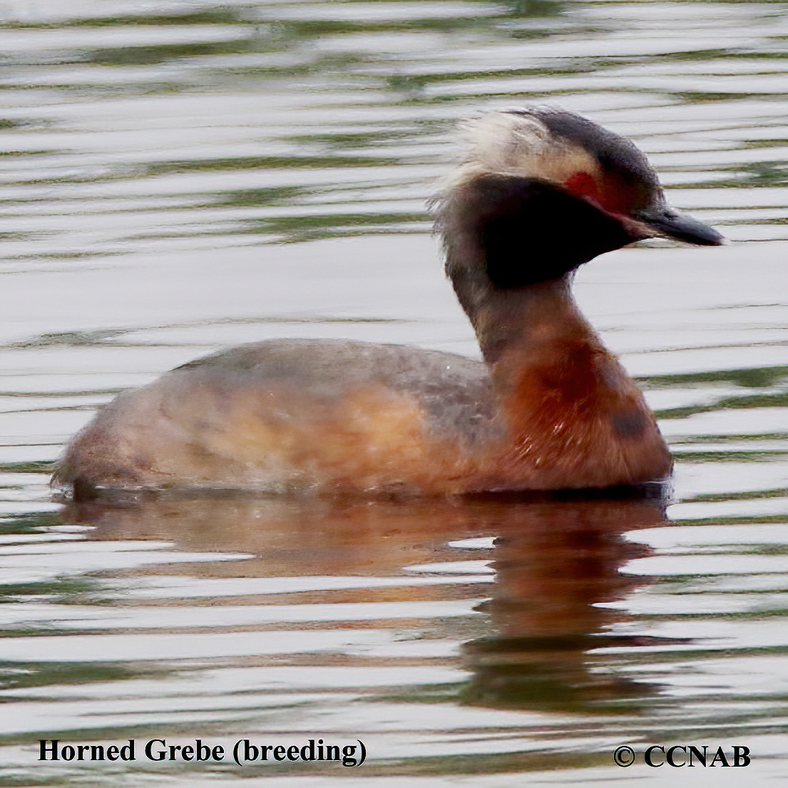 Horned Grebe