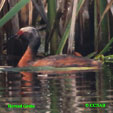 Horned Grebe range map