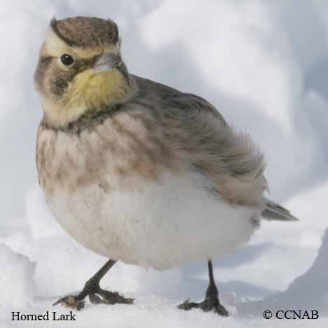 Horned Lark