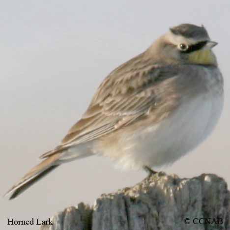 Horned Lark