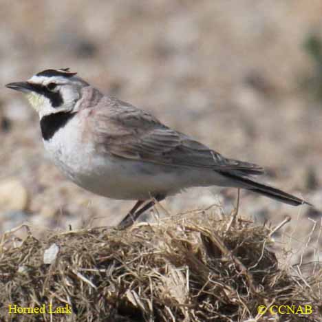 Horned Lark