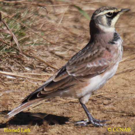 Birds of North America