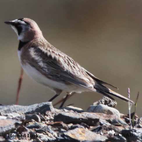 Horned Lark