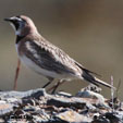 Horned Lark songs and calls
