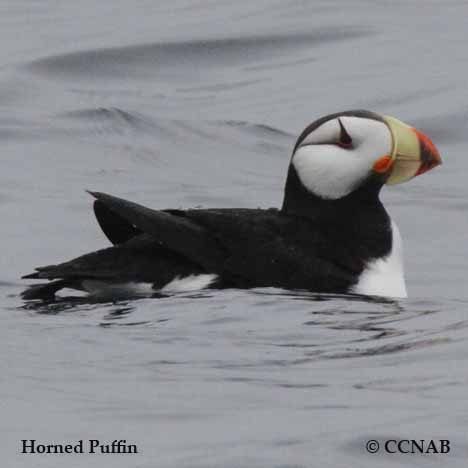 Horned Puffin