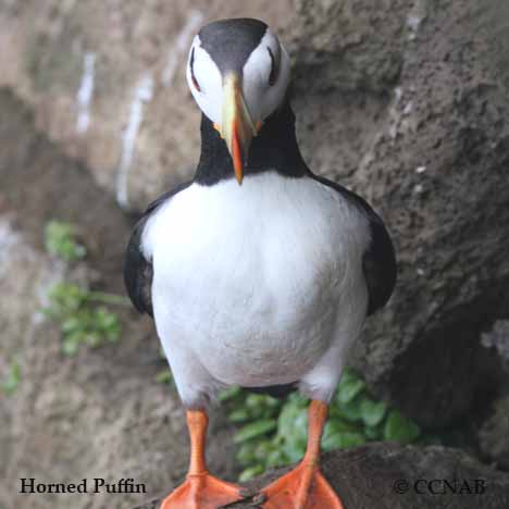 Horned Puffin Identification, All About Birds, Cornell Lab of