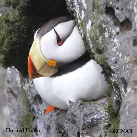 Horned Puffin