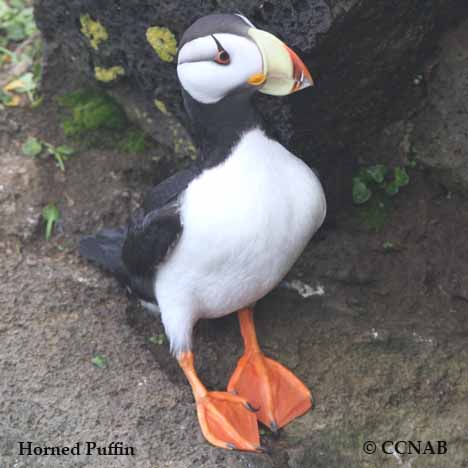 Horned Puffin