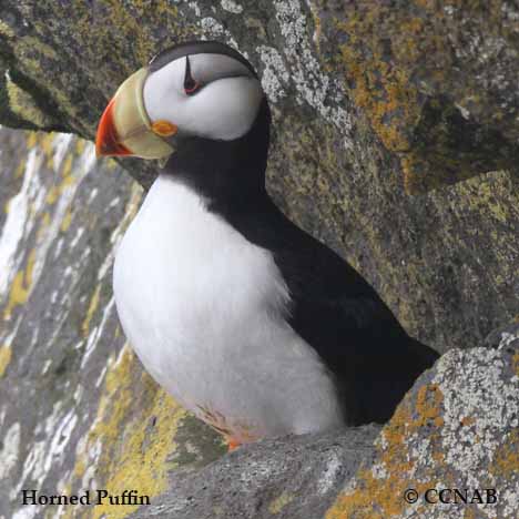 Horned Puffin - eBird