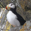 Horned Puffin range map