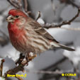 House Finch range map