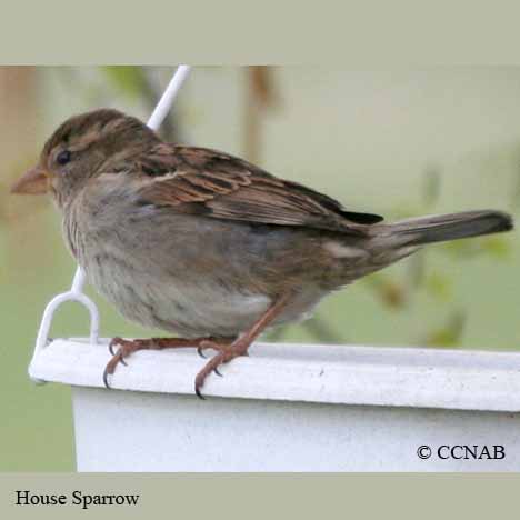 House Sparrow