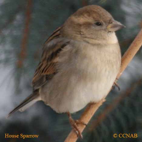 House Sparrow