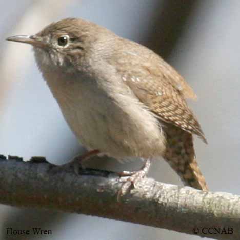 House Wren