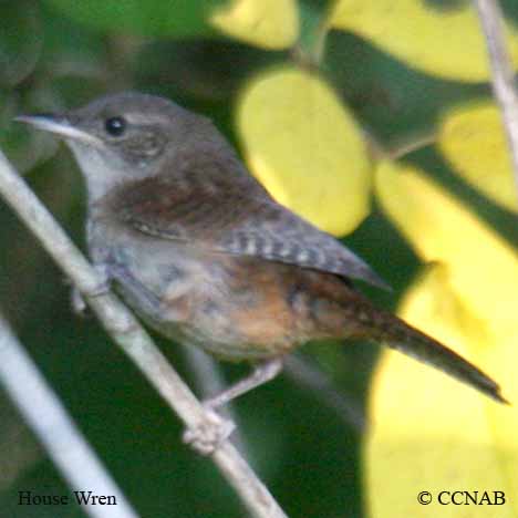 House Wren