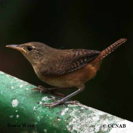 House Wren