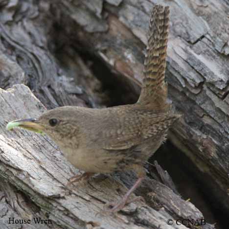 House Wren