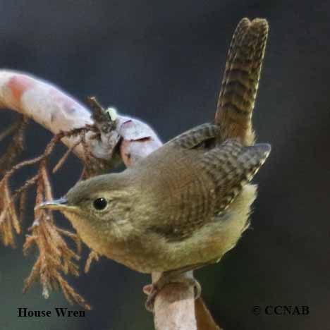 Birds of North America