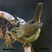 House Wren