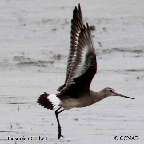 Hudsonian Godwit