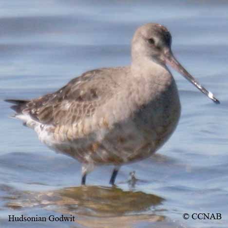 Hudsonian Godwit